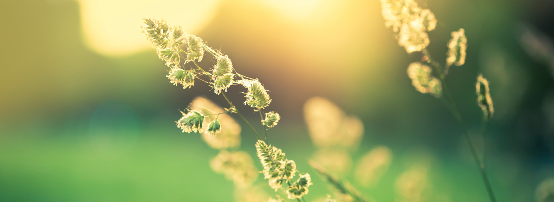 Gras in der Sonne mit unscharfem Hintergrund.