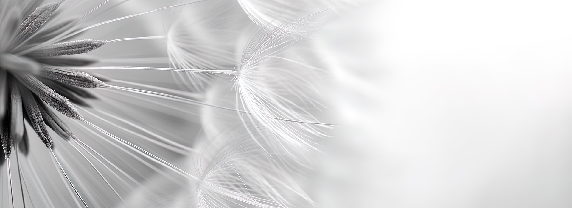 Detailaufnahme eines Löwenzahns vor weißem Hintergrund.