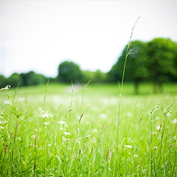 Grüne Graslandschaft mit blauem Himmel im Hintergrund.
