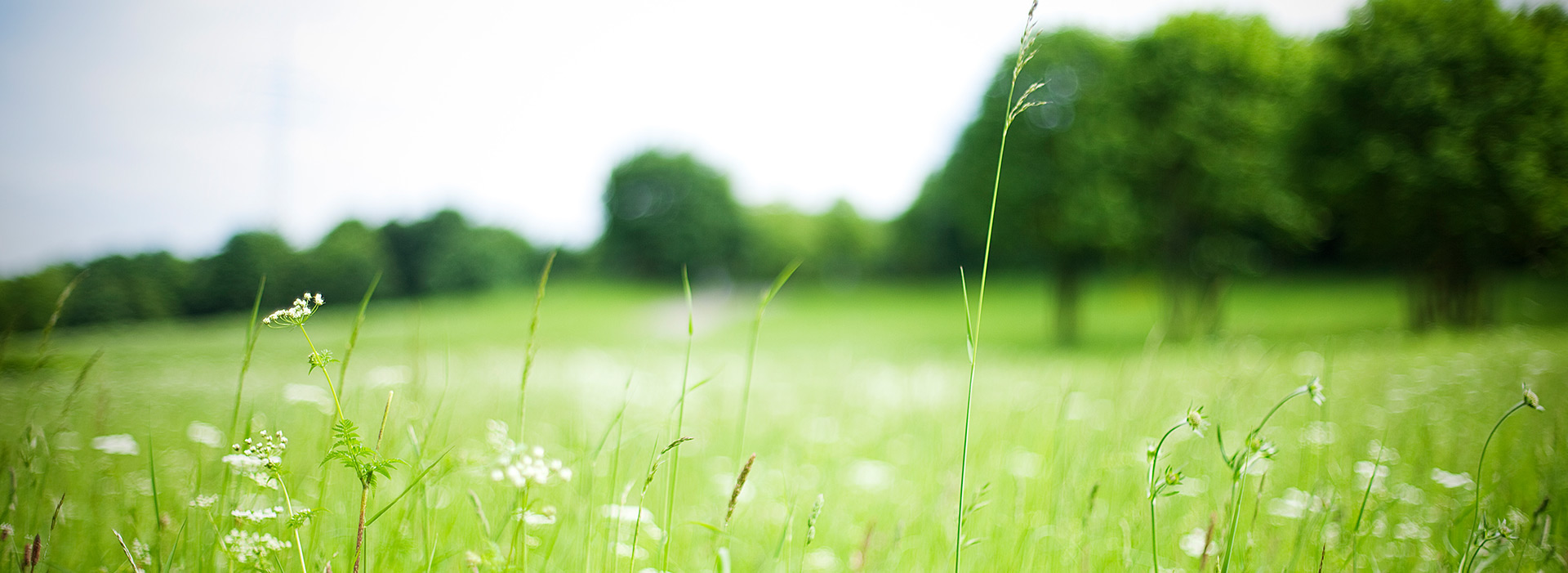 Grüne Graslandschaft mit blauem Himmel im Hintergrund.
