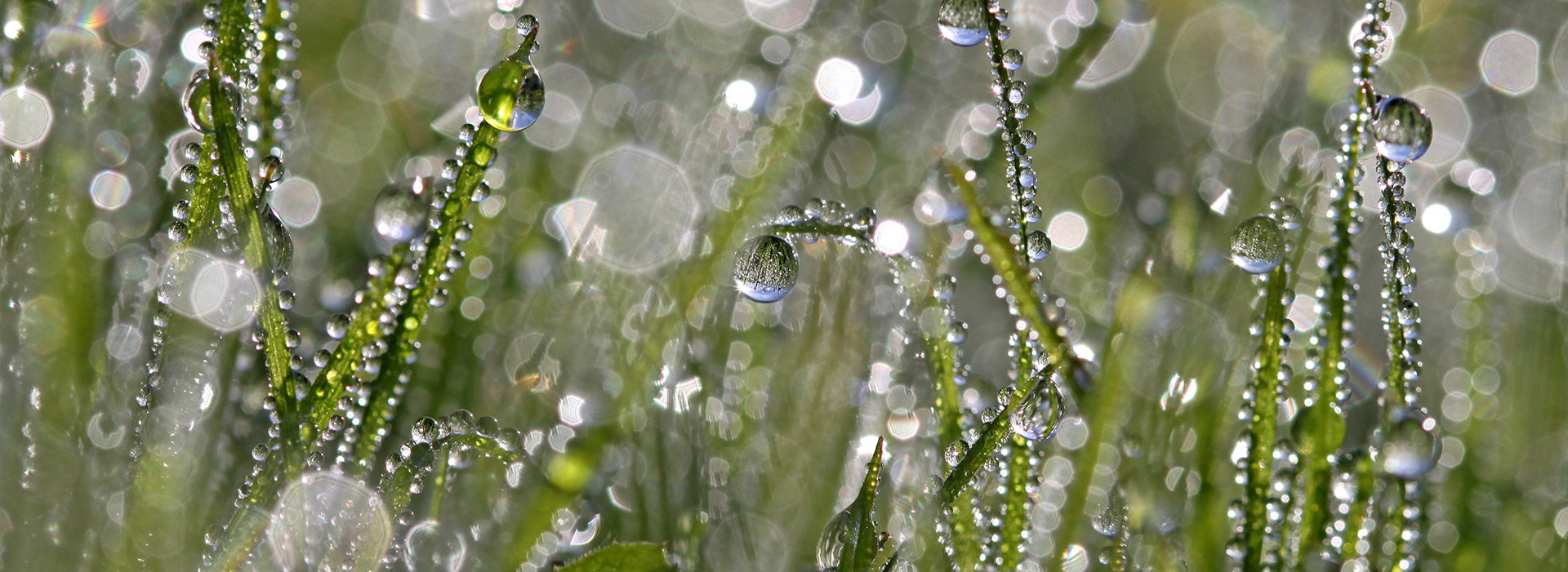 Tropfen Wasser auf Gras, natürliche Frische nach dem Regen.