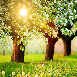 Sonne scheint durch die Bäume.