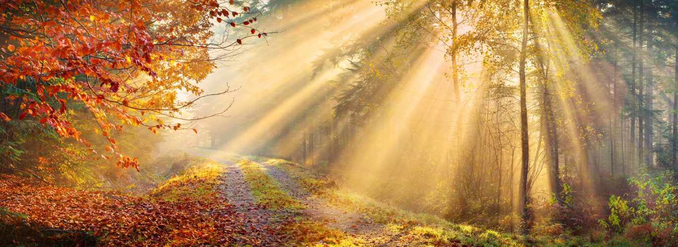 Sonnenstrahlen durchdringen den Herbstwald, während sie zwischen den Bäumen hindurchscheinen.