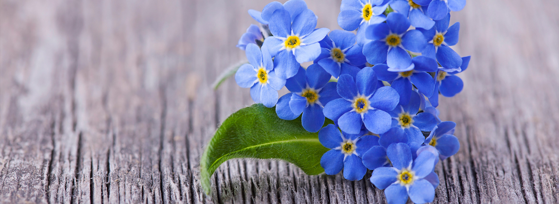 Vergissmeinnicht-Blumen auf einem Holztisch.