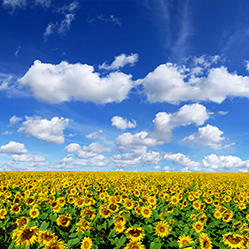 Ein Feld voller Sonnenblumen, die in der Sonne strahlen. Ein leuchtendes Meer aus gelben Blüten.