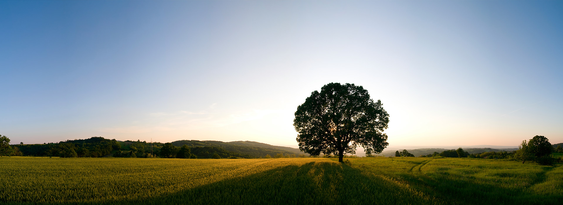 Ein Baum mitten auf einem Feld. Natur, Ruhe und Weitblick in einer malerischen Landschaft.