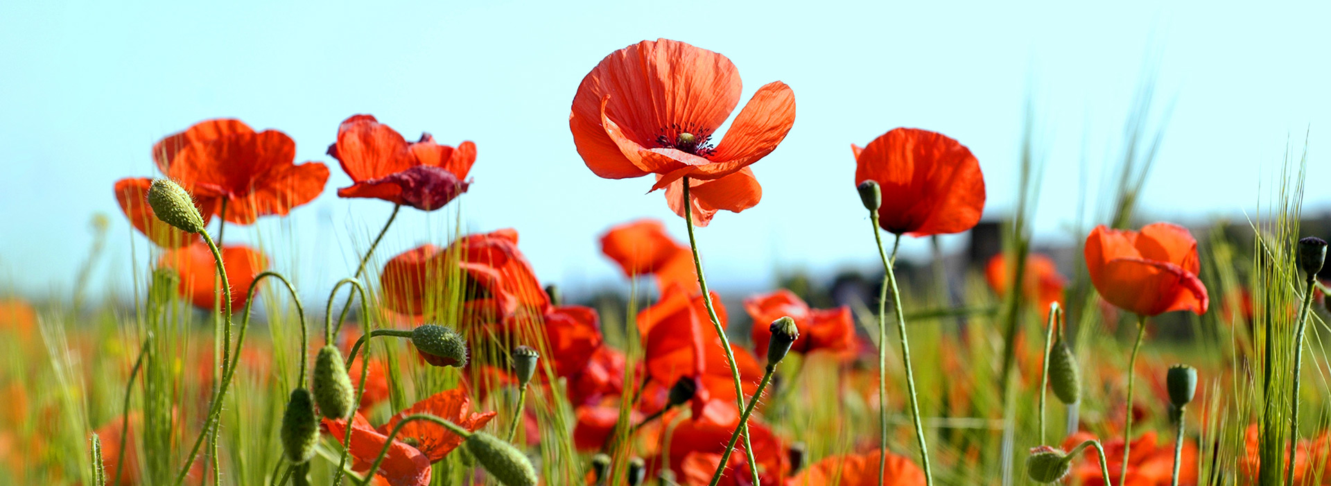 Rote Mohnblumen in einem Feld mit hohem Gras
