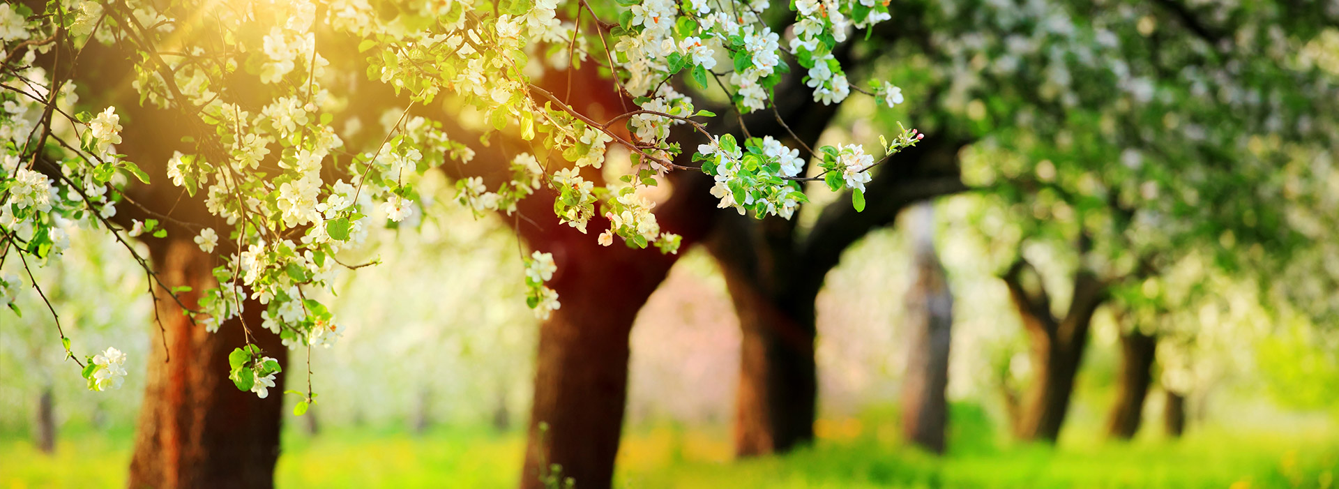 Sonne scheint durch die Bäume.